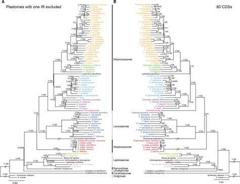 Frontiers Plastome Evolution And Phylogenomics Of Trichosporeae