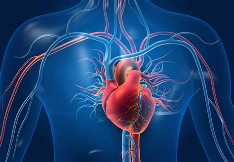 Mappa Concettuale Apparato Respiratorio E Cardio Circolatorio Docsity