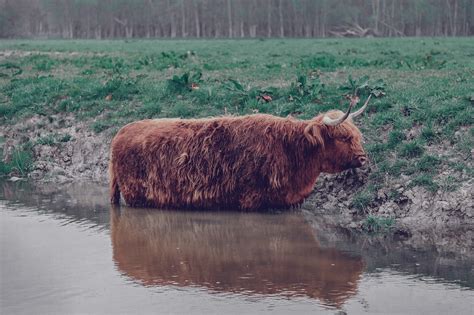 Sapi Skotlandia Dataran Tinggi Foto Gratis Di Pixabay Pixabay