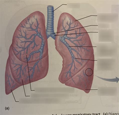 Bio 228 Lower Respiratory Tract Diagram Quizlet