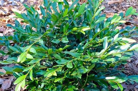 Evergreen Shrubs For Shade Top 17 Choices Plantingtree Shade Shrubs Evergreen Shrubs