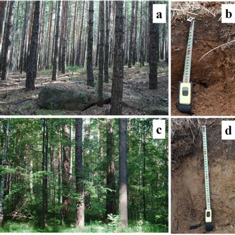 The investigated forest types and soil: a, b the cowberry shrub pine ...