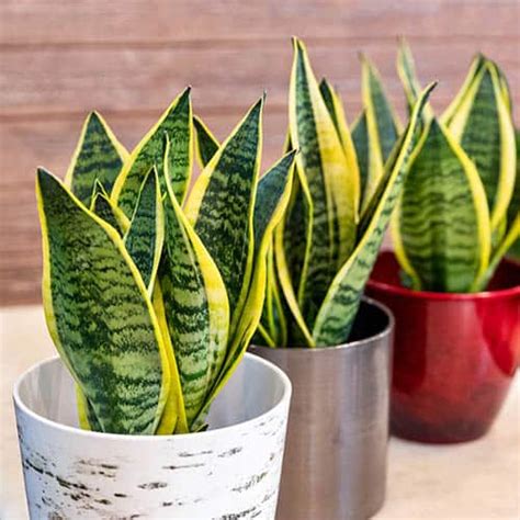 Sansevieria Trifasciata Laurentii 17cm Gardening Direct