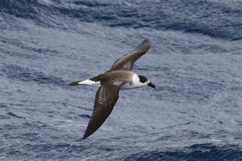 Petrel Antillanoblack Capped Petrelpterodroma Hasitata Birds Colombia