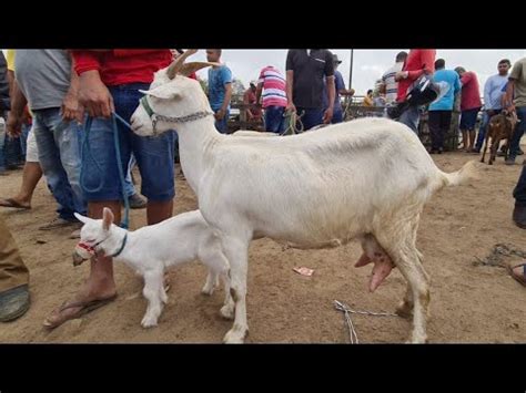 Feira De Ovinos Caprinos E Su Nos De Caruaru Pe Ter A Feira