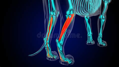 Flexor Digitorum Longus Muscle Lion Muscle Anatomy For Medical Concept