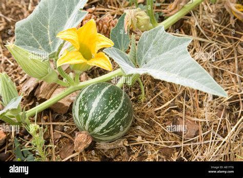 Buffalo gourd hi-res stock photography and images - Alamy