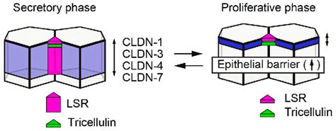 The Localization Of Tight Junction Proteins Is Affected By Menstrual Download Scientific