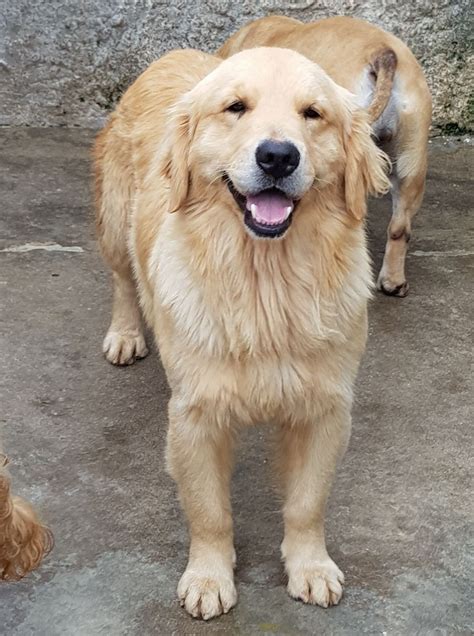 Filhotes De Golden Retriever Linhagem Top R Em Mercado Livre