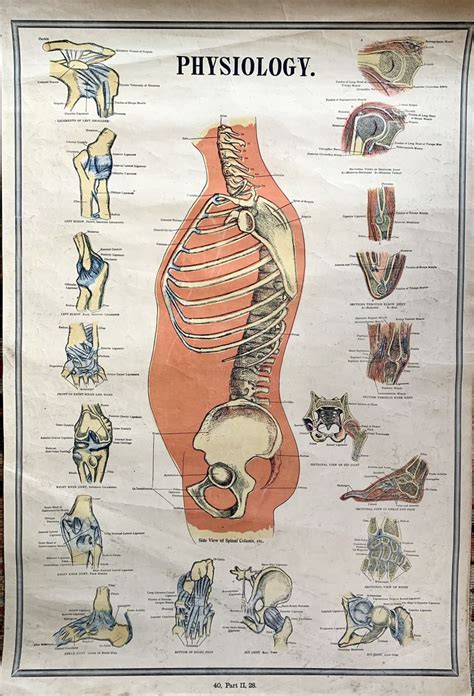 Antique Physiology Chart Original 1900 Medical Poster Bones