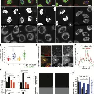 Distinct Cytoplasmic Fus And Ddx X Inclusions Signify Progression To