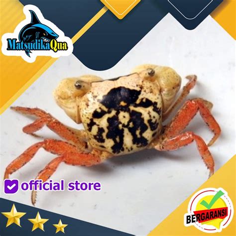 Jual Kepiting Hias Batik Crab Aquarium Paludarium Aquascape Shopee