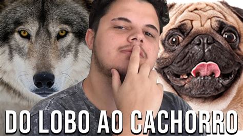 Como O Lobo Se Transformou Em Cachorro Youtube