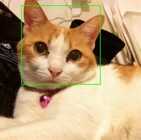 Github Brucemacd Cat Facial Detection Cat Detecting And Mapping Cat Faces