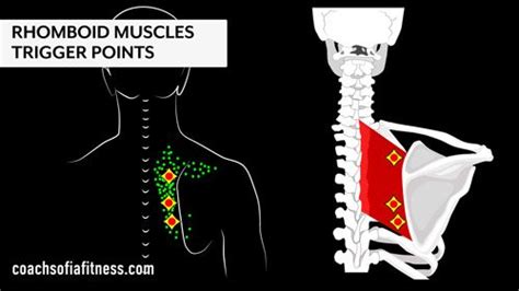 Fast Rhomboid Muscle Pain Relief: Exercises & Stretches - Coach Sofia Fitness