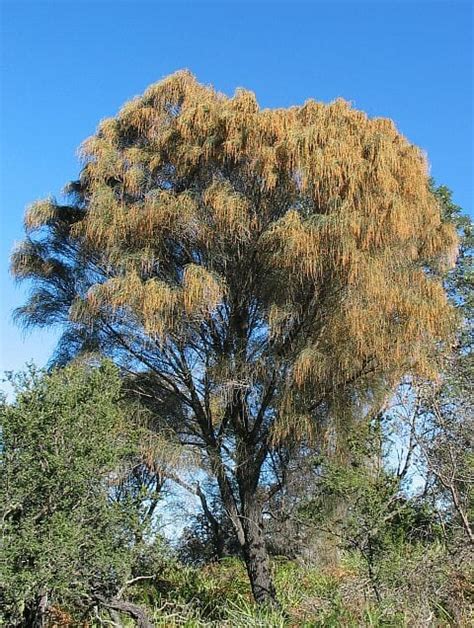 Allocasuarina Drooping She Oak Hello Hello Plants