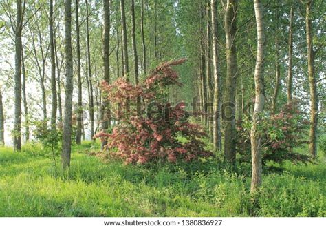 Little Forest Hawthorn Shrub Pink Flowers Stock Photo 1380836927