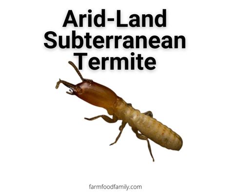 13 Different Types Of Termites With Pictures Identification Guide