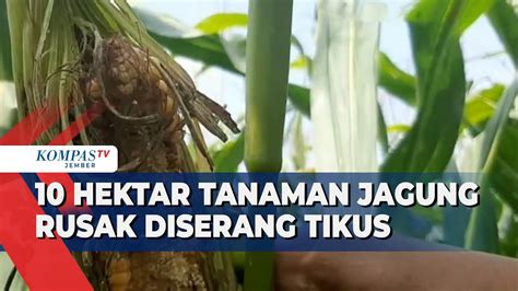 Di Grobogan Hama Tikus Serang Belasan Hektar Tanaman Jagung Siap Panen