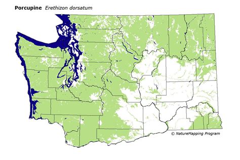 Understanding Porcupine Distribution: A Comprehensive Guide To Range ...