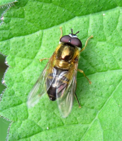 Epistrophe Eligans Male Oversley Wood Warwickshire 2017 Flickr