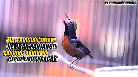 Pancingan Konin Konin Gacor Full Isian Nembak Tajam Cocok Untuk