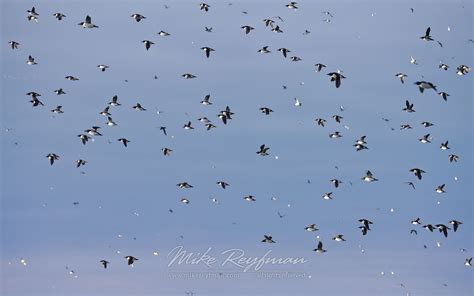 Thick-billed Murres or Brunnich's Guillemots (Uria lomvia). Spitsbergen, Svalbard, Norway ...