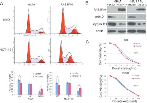 Rassf Expression Alters Cell Cycle Regulations And Sensitivity Of