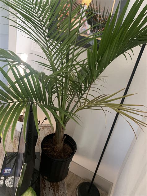 Cat palm or majesty palm? : r/houseplants