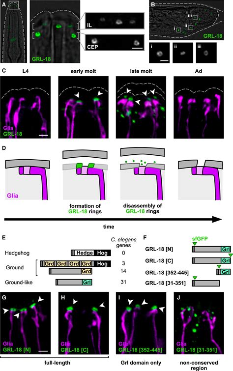 A Sex Specific Switch In A Single Glial Cell Patterns The Apical