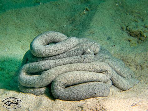 Other Annelid Worms Chaloklum Diving Koh Phangan