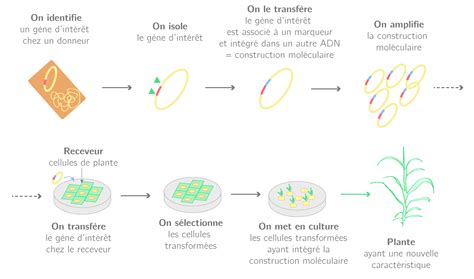 La quantité de chaque nucléotide 2nde SVT