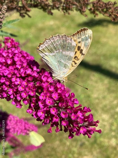 Foto De Great Spangled Fritillary Butterfly Sittin On A Pink Buddleja