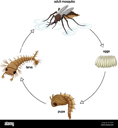 Diagrama Que Muestra El Ciclo De Vida Del Mosquito Sobre La Ilustración De Fondo Blanco Imagen