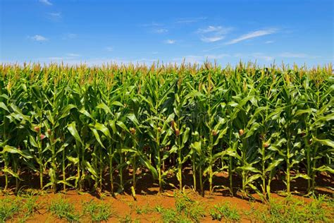 Corn Plantation Stock Photo Image Of Corn Rows Green 206605854