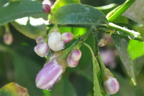 The Tale Of Two Lemon Trees Gardening Nirvana