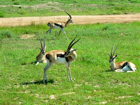 Gazelle Impala Topi And Hartebeest At Masai Mara Free Photo Download