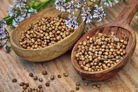 Semillas Y Flores De Un Cilantro En Una Cuchara Imagen De Archivo