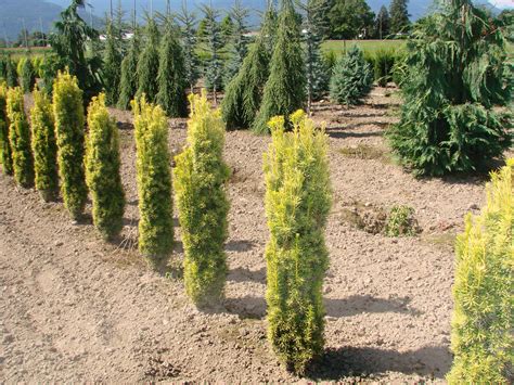 Golden Irish Yew Taxus Fastigiata Aurea Irish Yew Frost Nursery Trees And Shrubs Trees To Plant