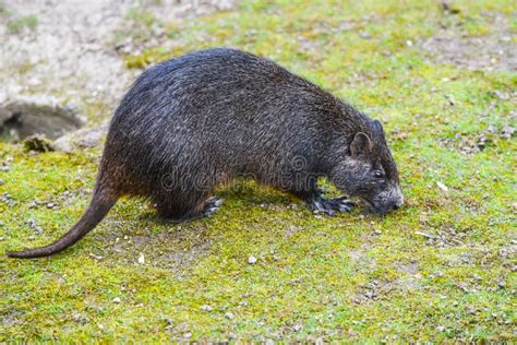 Desmarests Hutia or Cuban Hutia, Capromys Pilorides. Endemic Rodent from Cuba, Central America ...