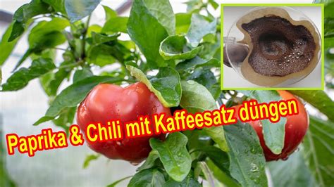 Paprika Chili Mit Kaffeesatz D Ngen Paprikapflanzen Wann Wie Mit