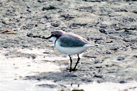 AA Bird Photography/waders/shorebirds/CHESTNUT-BANDED PLOVER Charadrius ...