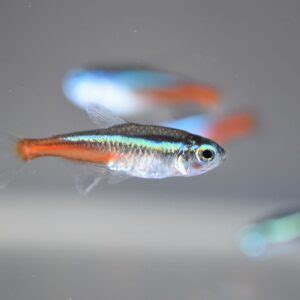 Tetras Friendly Fish Aquatics