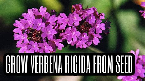 How To Grow Verbena Rigida From Seed Youtube