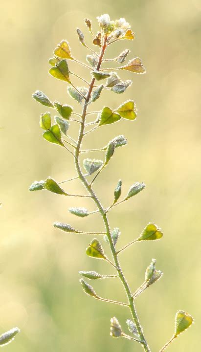 Shepherd'S Purse Leaves Plant - Free photo on Pixabay - Pixabay