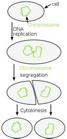 Types of Cell Division: Binary Fission, Mitosis & Meiosis