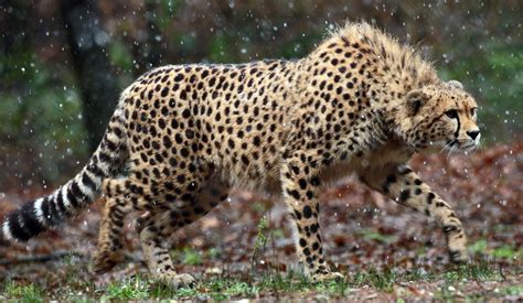 Cheetah 4K Wallpapers Top Free Cheetah 4K Backgrounds WallpaperAccess