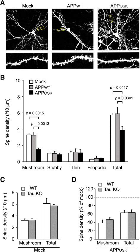 Spine Alteration In APP OSK Expressing Tau Knockout Neurons A Primary