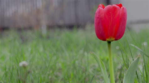 Tulips bloom in the garden. Bright colored tulips growing in the garden ...