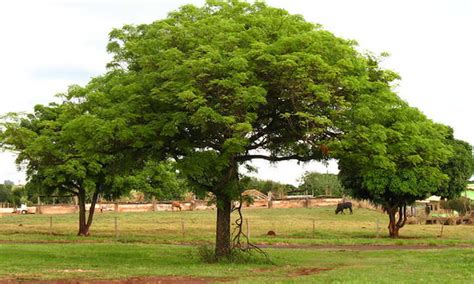 Mango Tree Maintenance: Growing Tropical Treats - Epic Gardening